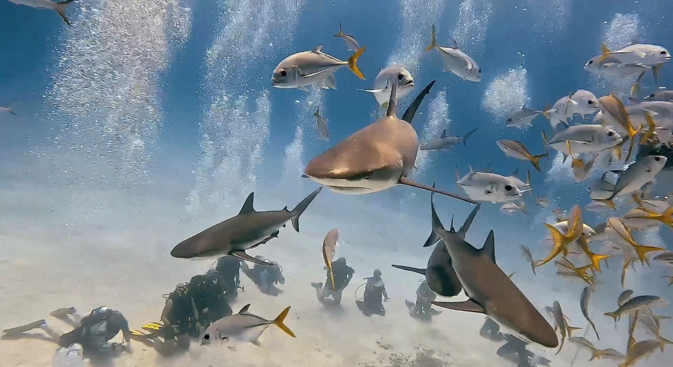 BlackBeards Trip-Bahamas Sept 4th-2027